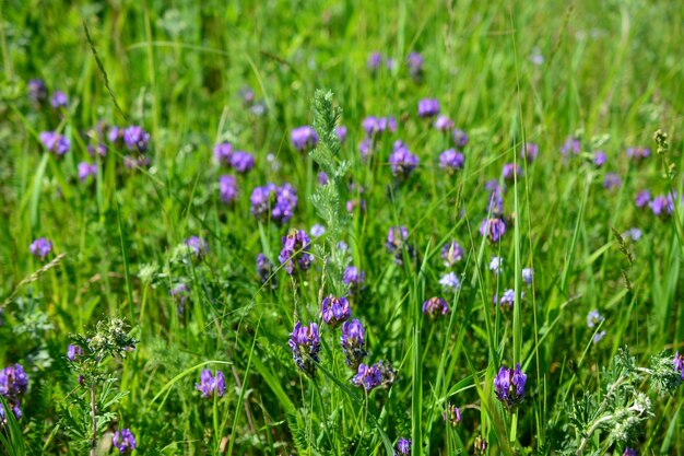 晴れた日に分離された紫の花を持つ緑の牧草地、クローズ アップ