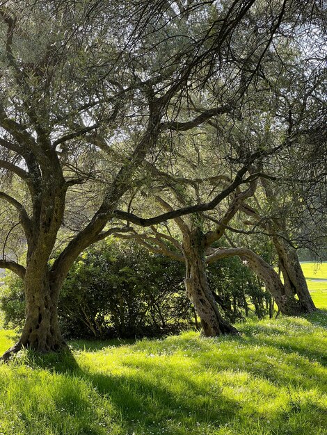 Foto prato verde con fiori bianchi in un antico uliveto