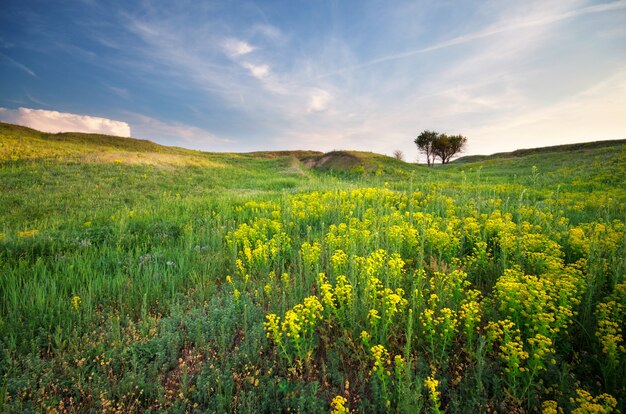 Green meadow