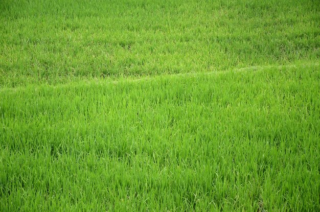 A green meadow