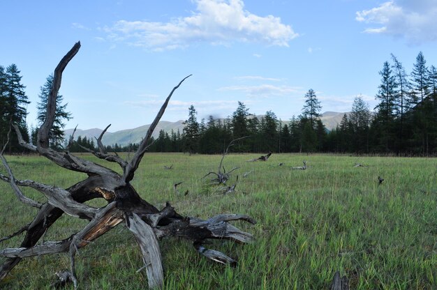 Green meadows in mountain valley of the river Suntar