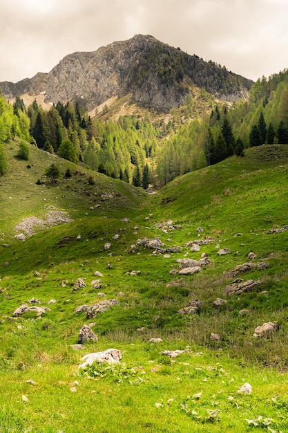 Green meadows and rocks Fir forest and stormy sky Tambre Alpago Belluno Italy