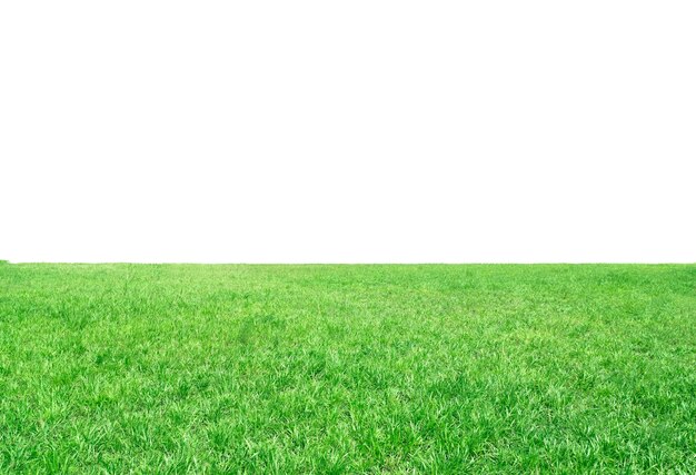 Photo green meadows on white background