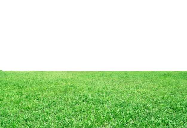 Green meadows on white background