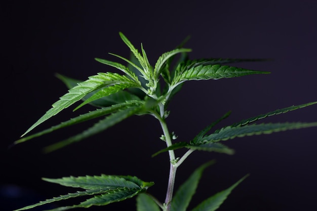 Green medical cannabis bush on a dark background