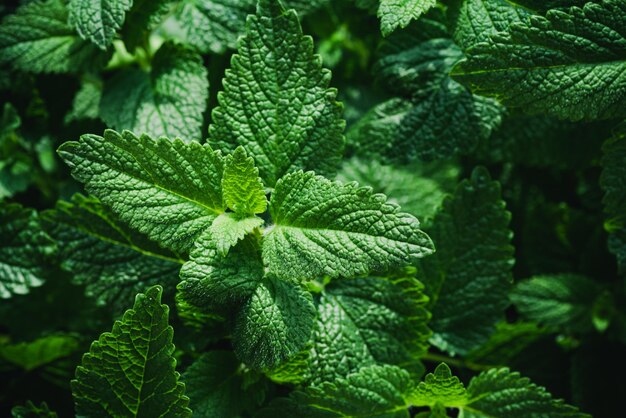 Green Melissa Leaves Background Closeup Texture Detail Fresh Herbs Produce