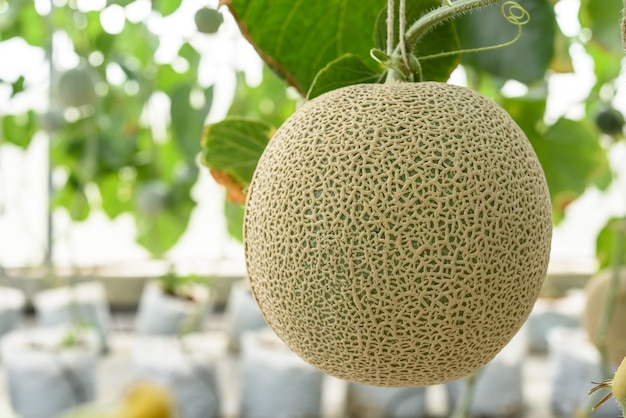 Green melons or cantaloupe melons plants growing in greenhouse