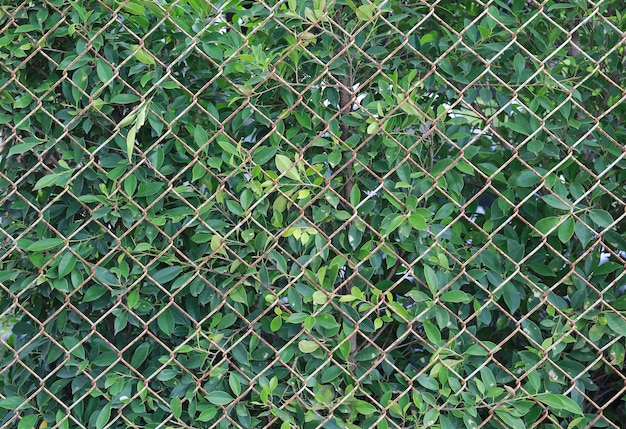 green metal grille fence and green leaf background