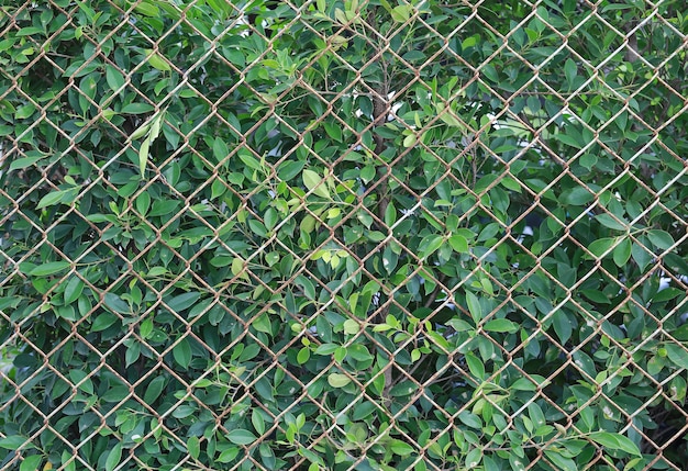 Green metal grille fence and green leaf background