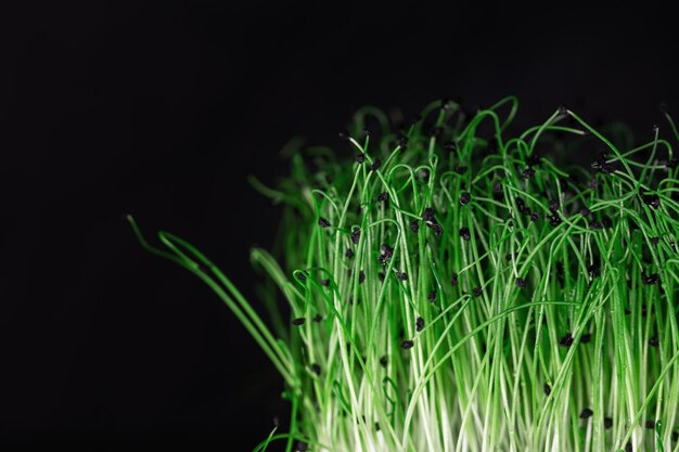 Green microgreens grow on a black background Ecology and plants