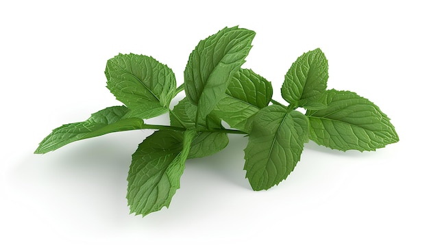 green mint herb isolated on white background