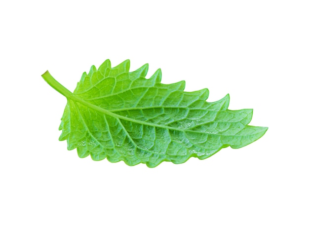 Green mint leaf isolated on a white background