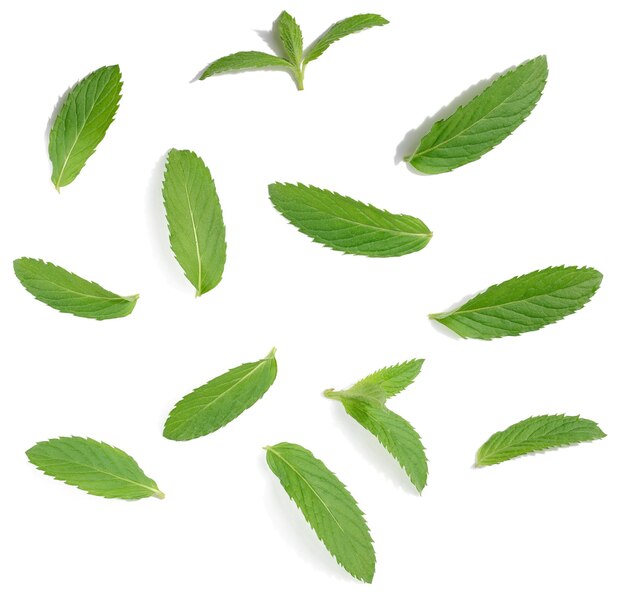 Green mint leaf on white isolated background close up