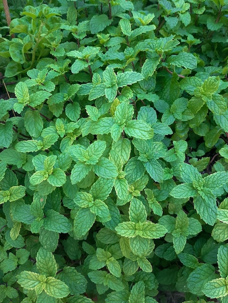 Photo green mint leaves background green plant background