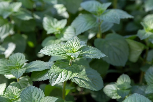 Green mint leaves closeup