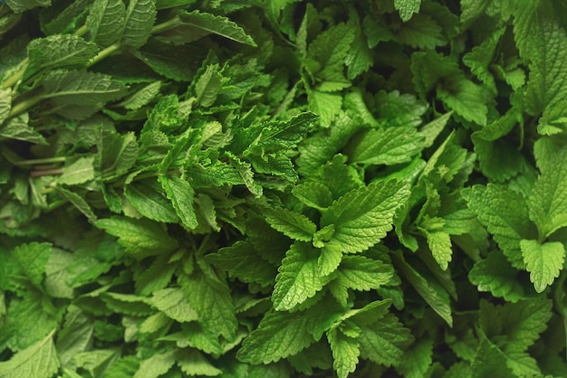 Green mint leaves displayed on herbs market, closeup detail from above