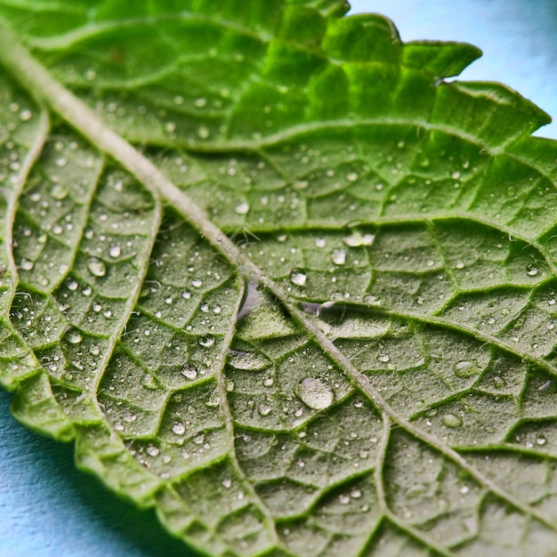 Foto foglie di menta verde liberamente posizionate con gocce d'acqua