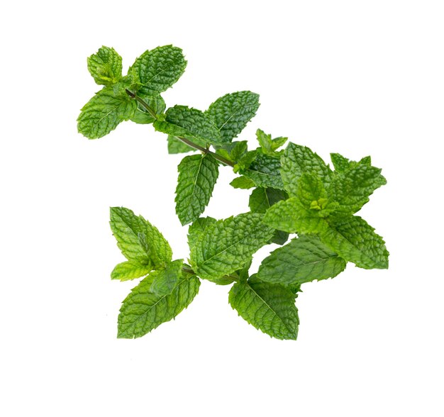 Photo green mint leaves