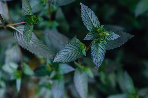 Green Mint Leaves