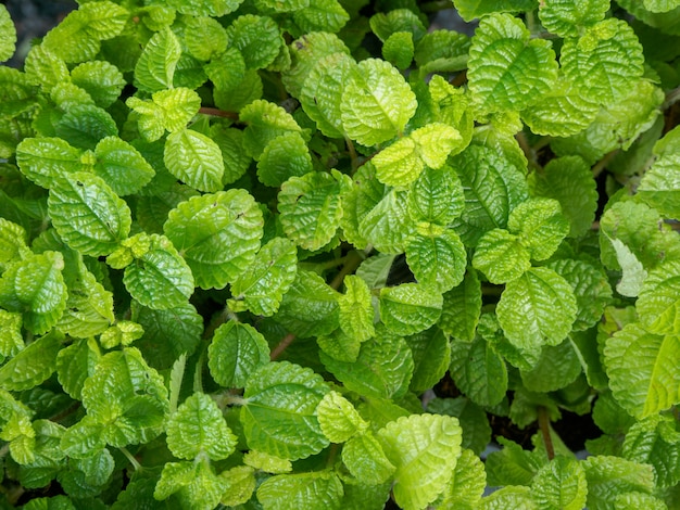 Green mint plant grow