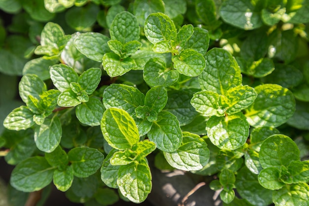 Green mint plants growing at vegetable garden