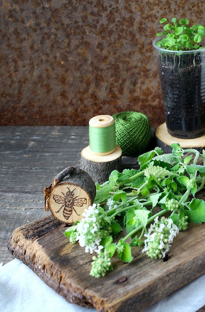 Foto legno di menta verde