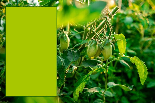 Green mockup on a tomato background Dreamy image of beautiful nature