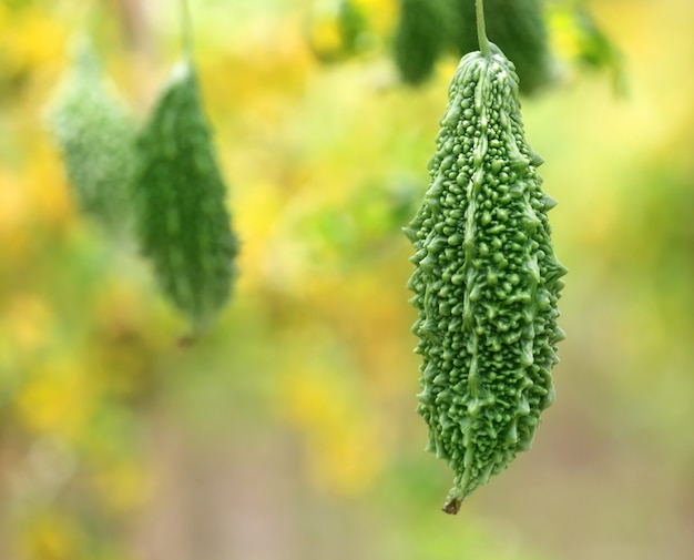 野菜の庭の緑のツルレイシ