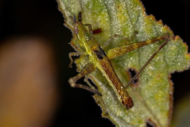 Green Monkey Grasshopper of the species Temnomastax hamus