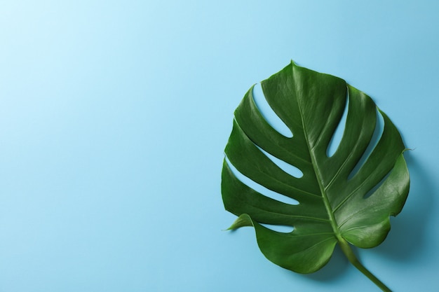 Green monstera on blue table