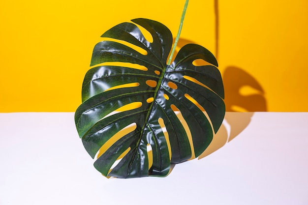 yellowwhite 배경에 녹색 monstera 잎입니다. 평면도, 평면 위치