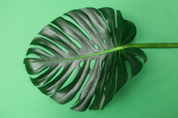 Photo green monstera leaf