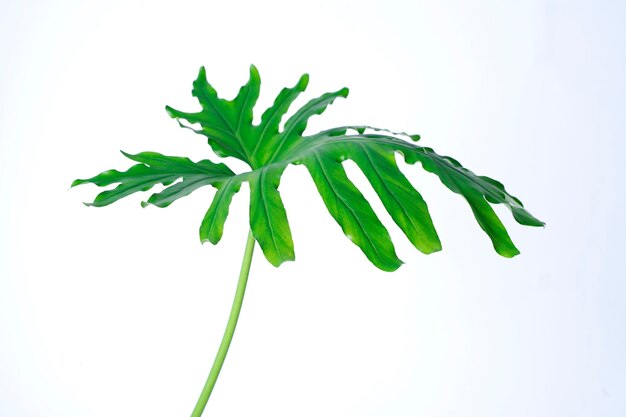 Green monstera leave isolated on white background