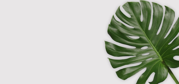 Green monstera leaves on gray background and have copy space for design in your work.