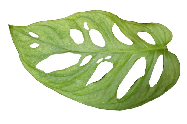 Green monstera leaves isolated from white background