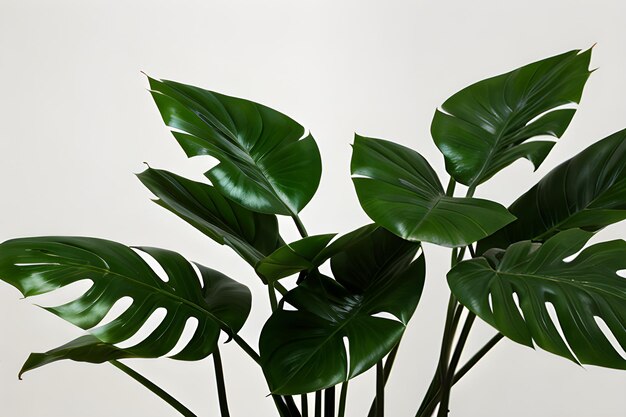 Green monstera leaves vintage on seamless background