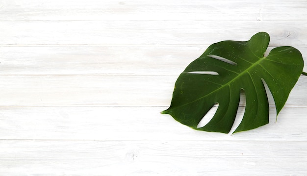 Green monstera leaves on white wooden background