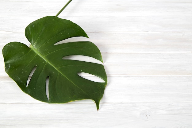 Green monstera leaves on white wooden background