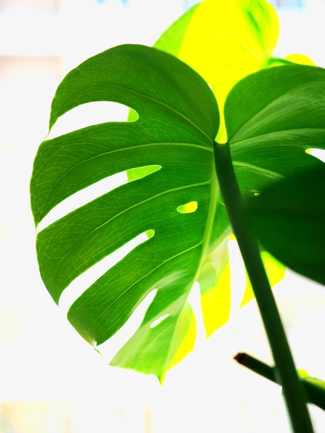 Green monstera leaves on the window.