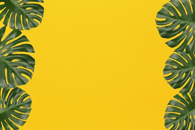 Green monstera leaves on yellow art paper background and have copy space for design in your work.