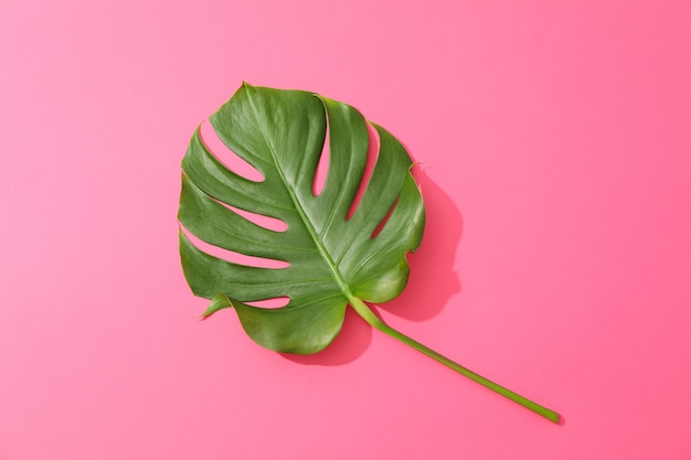 Green monstera on pink table