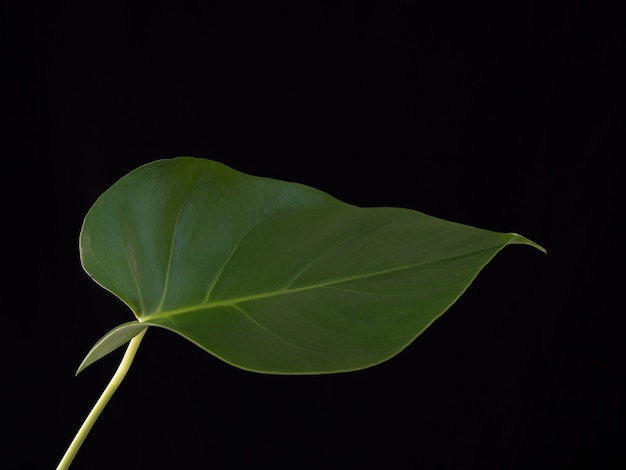 Green monstera plants