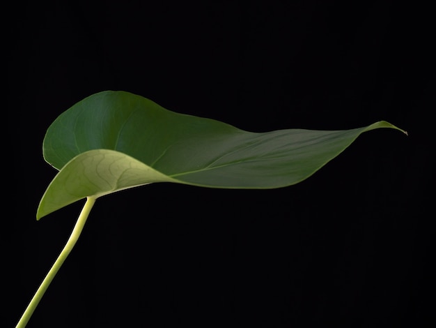 녹색 몬스 테라 식물