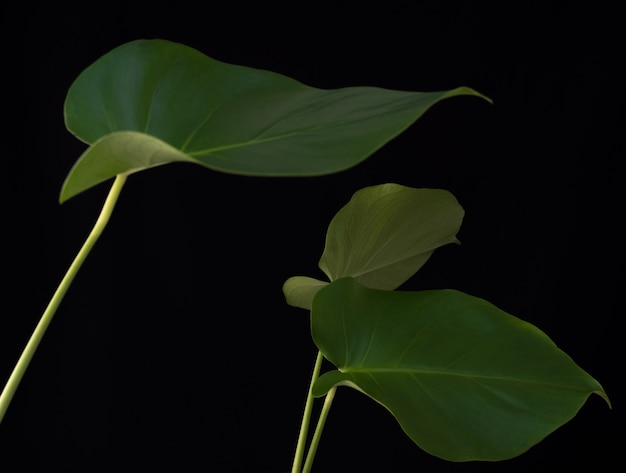 Green monstera plants