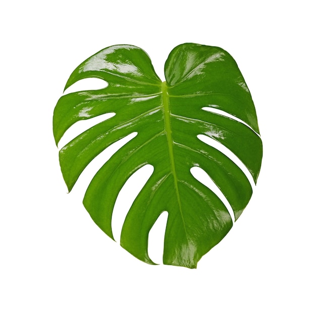 Photo green monstera tropical leaf on white background