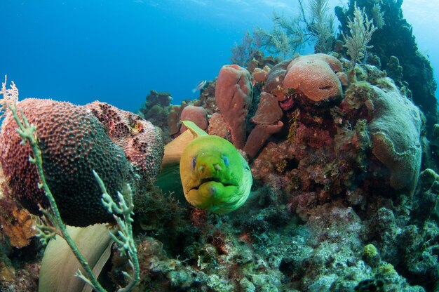 Green moray eel in coral