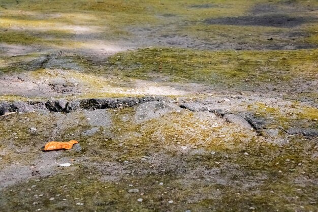 アスファルトの緑の苔が背景をクローズアップ