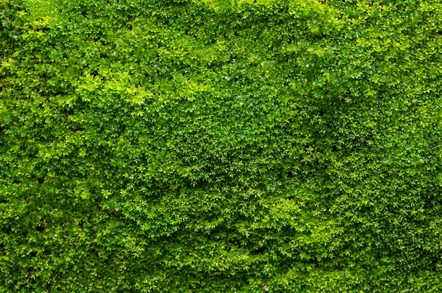 緑の苔の背景、苔むした質感