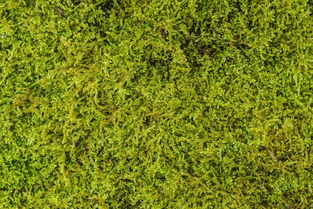 Green moss background texture beautiful in nature. Close-up