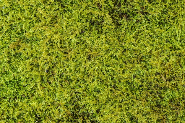 Green moss background texture beautiful in nature. Close-up